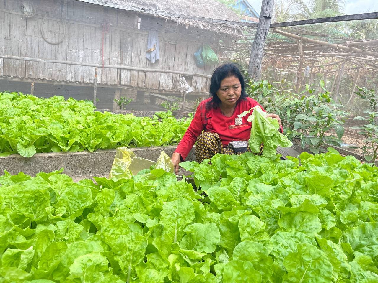 A household grower standing in a vegetable plot in Preah Vihear